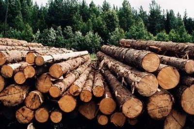 Интересные сведения о древесине